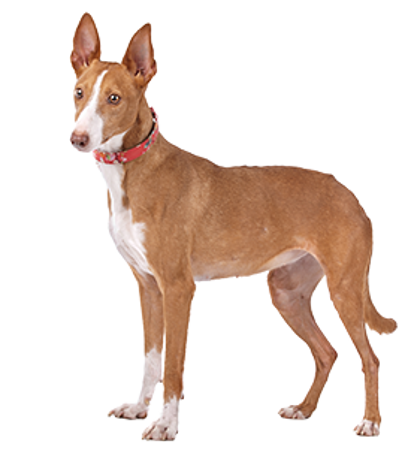 Picture for category Canarian Warren Hound (Podenco Canario)