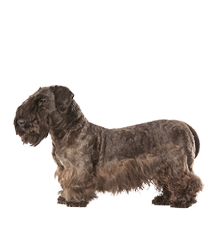 Picture for category Cesky Terrier