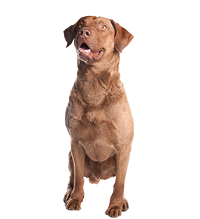 Picture for category Chesapeake Bay Retriever