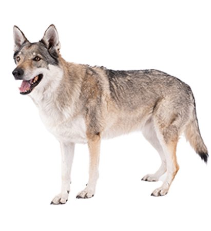 Picture for category Czechoslovakian Wolfdog