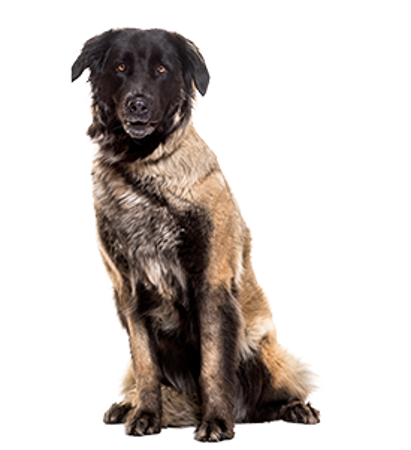 Picture for category Estrela Mountain Dog